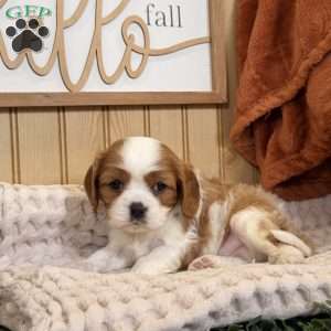 Captain, Cavalier King Charles Spaniel Puppy